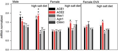 Heart Angiotensin-Converting Enzyme and Angiotensin-Converting Enzyme 2 Gene Expression Associated With Male Sex and Salt-Sensitive Hypertension in the Dahl Rat